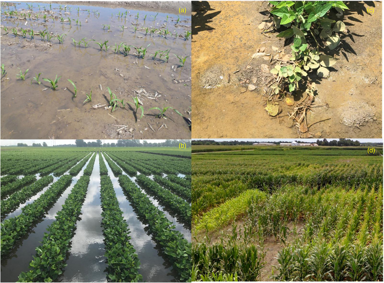 Plant Responses to Soil Salinity and Amelioration Strategies